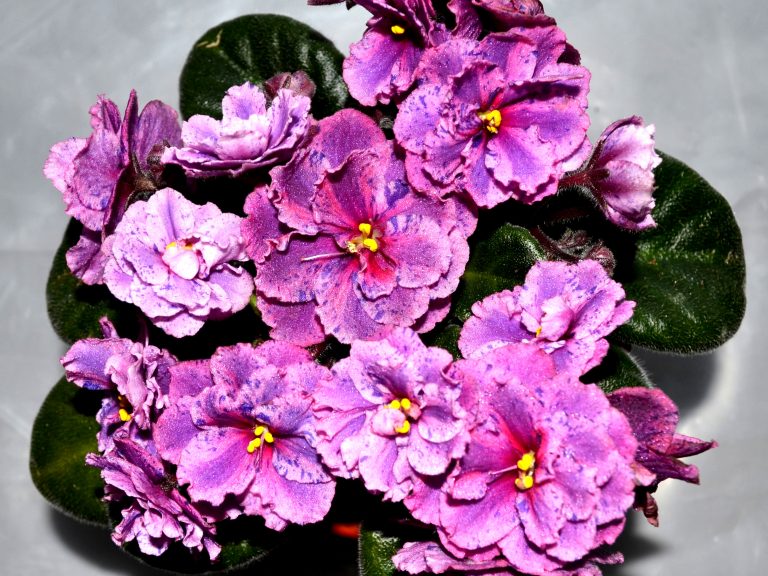 Ideal Conditions to Grow African Violet Plants