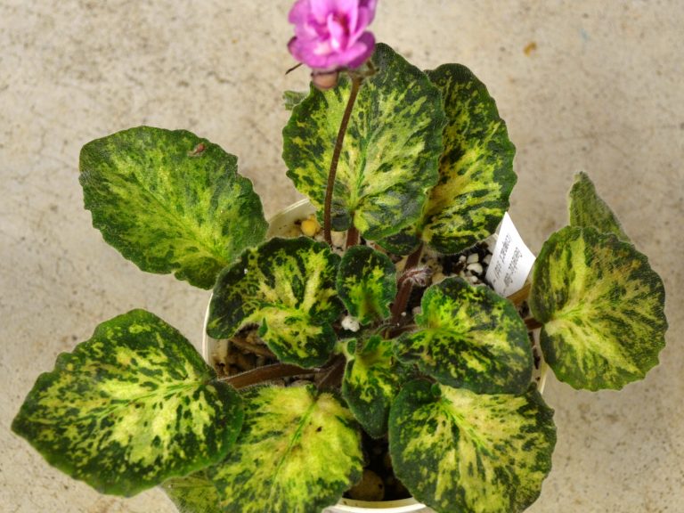 African Violets, what are they?