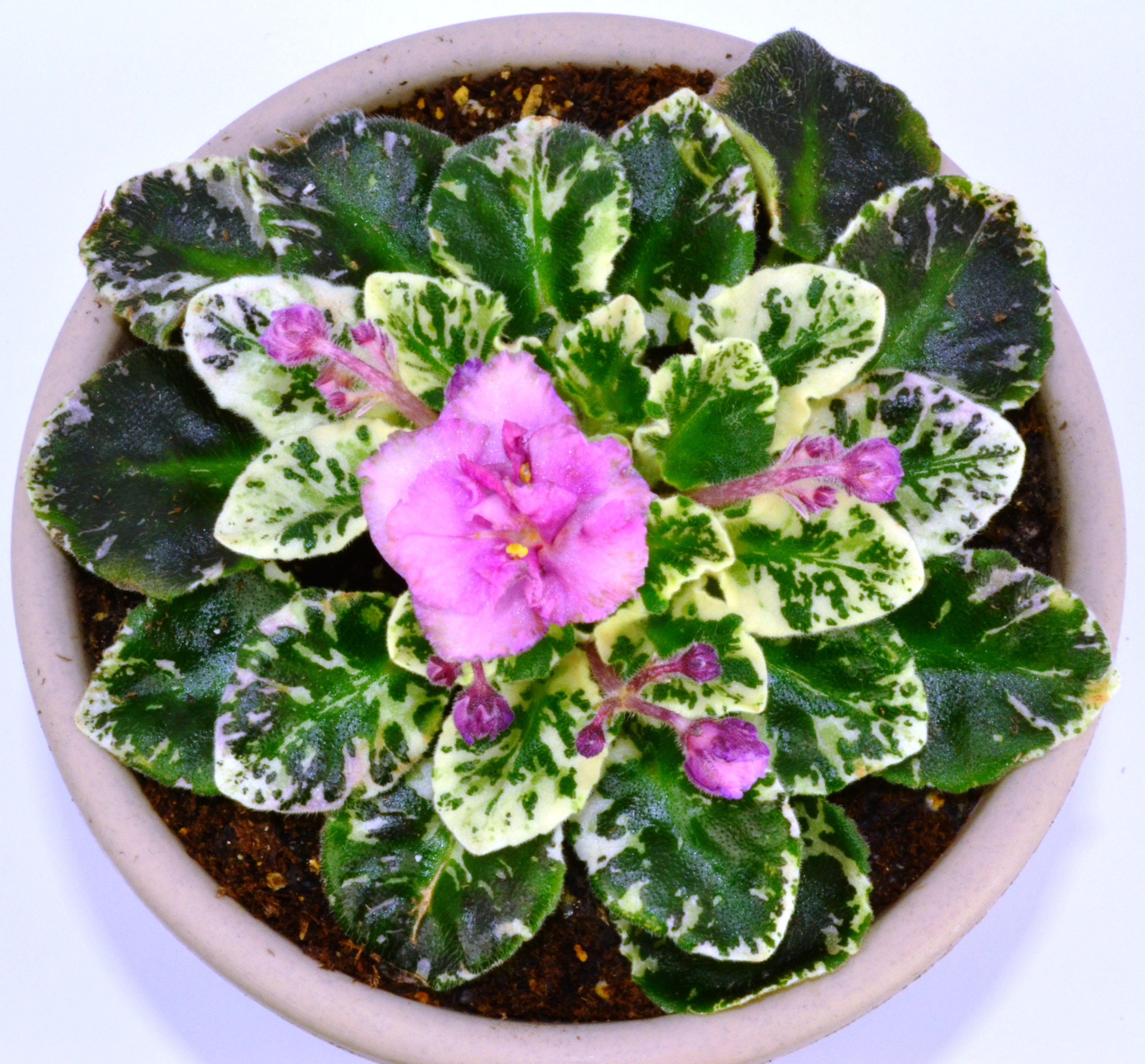 African Violet Show Plants How To Begin? Baby Violets