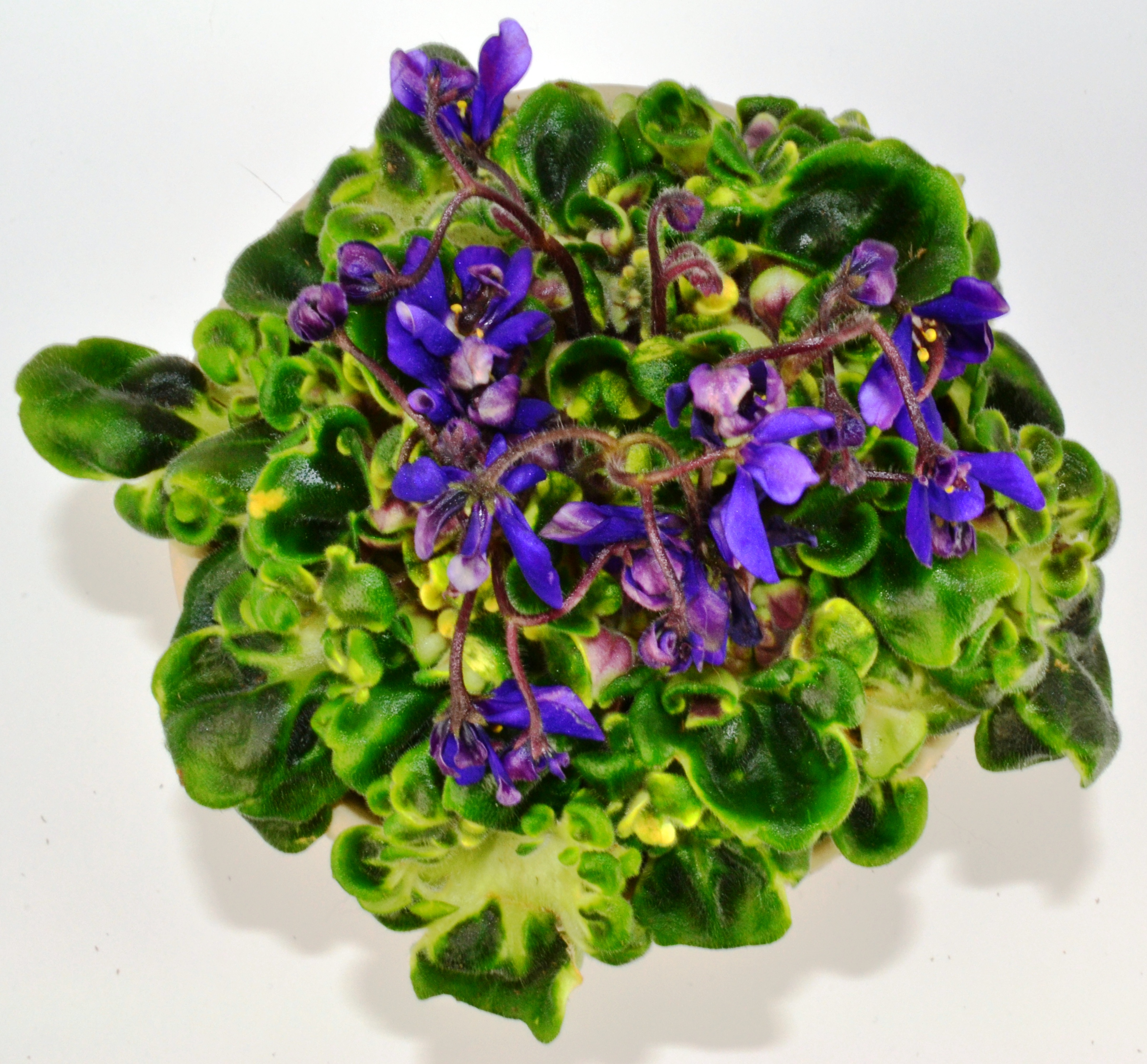 African Violet Show Plants How To Begin? Baby Violets