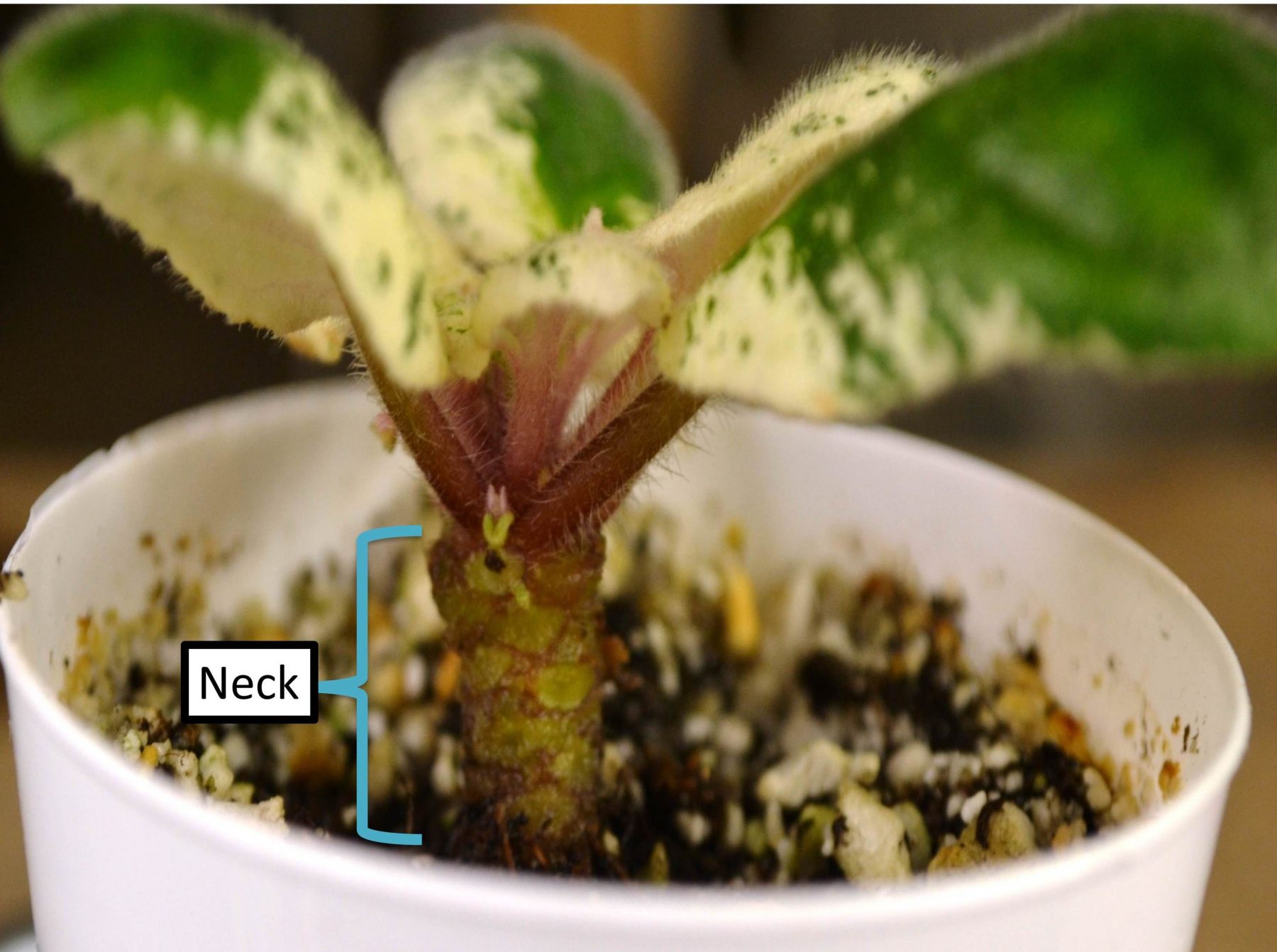 How to Bury and RePot African Violet Bare Stems or Necks? Baby Violets