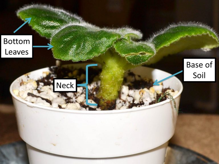 How to Bury and Re-Pot African Violet Bare Stems or Necks?