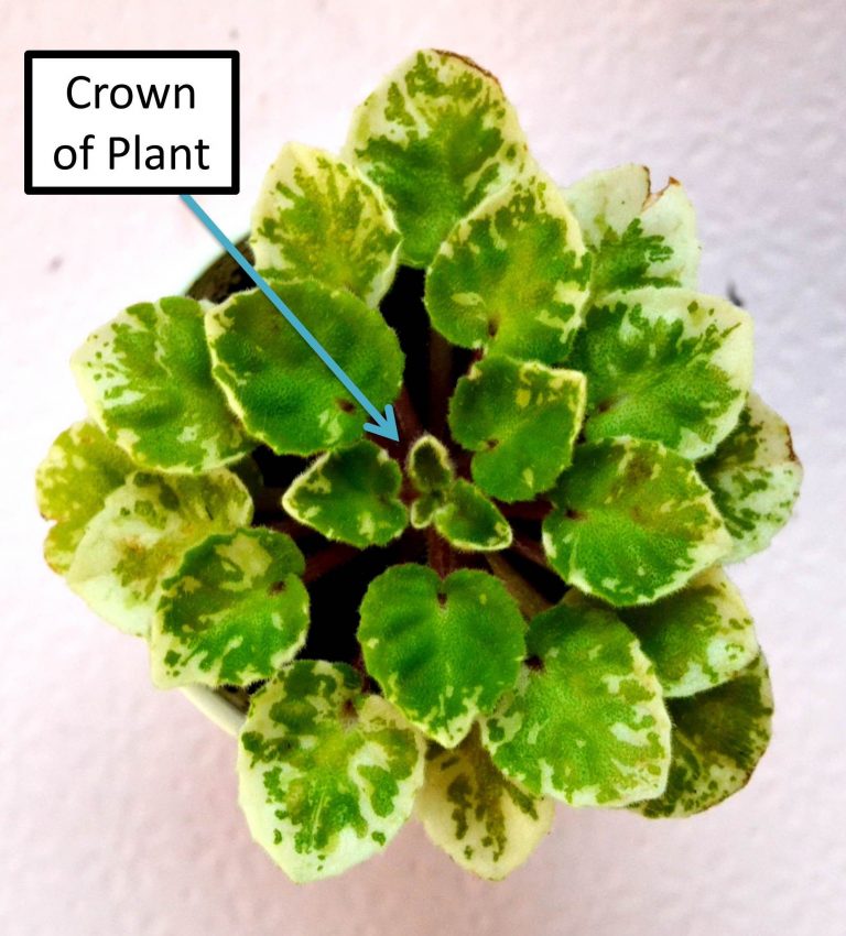 How to Bury and RePot African Violet Bare Stems or Necks? Baby Violets