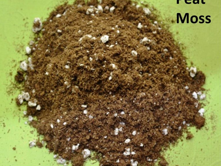 How Often To Change African Violet Potting Soil Mix & Why?