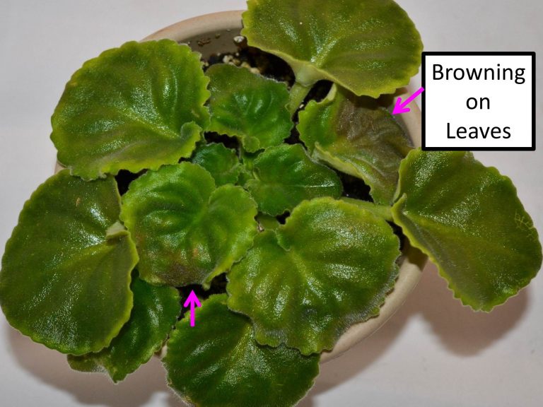 Brown Leaves on African Violet Plants
