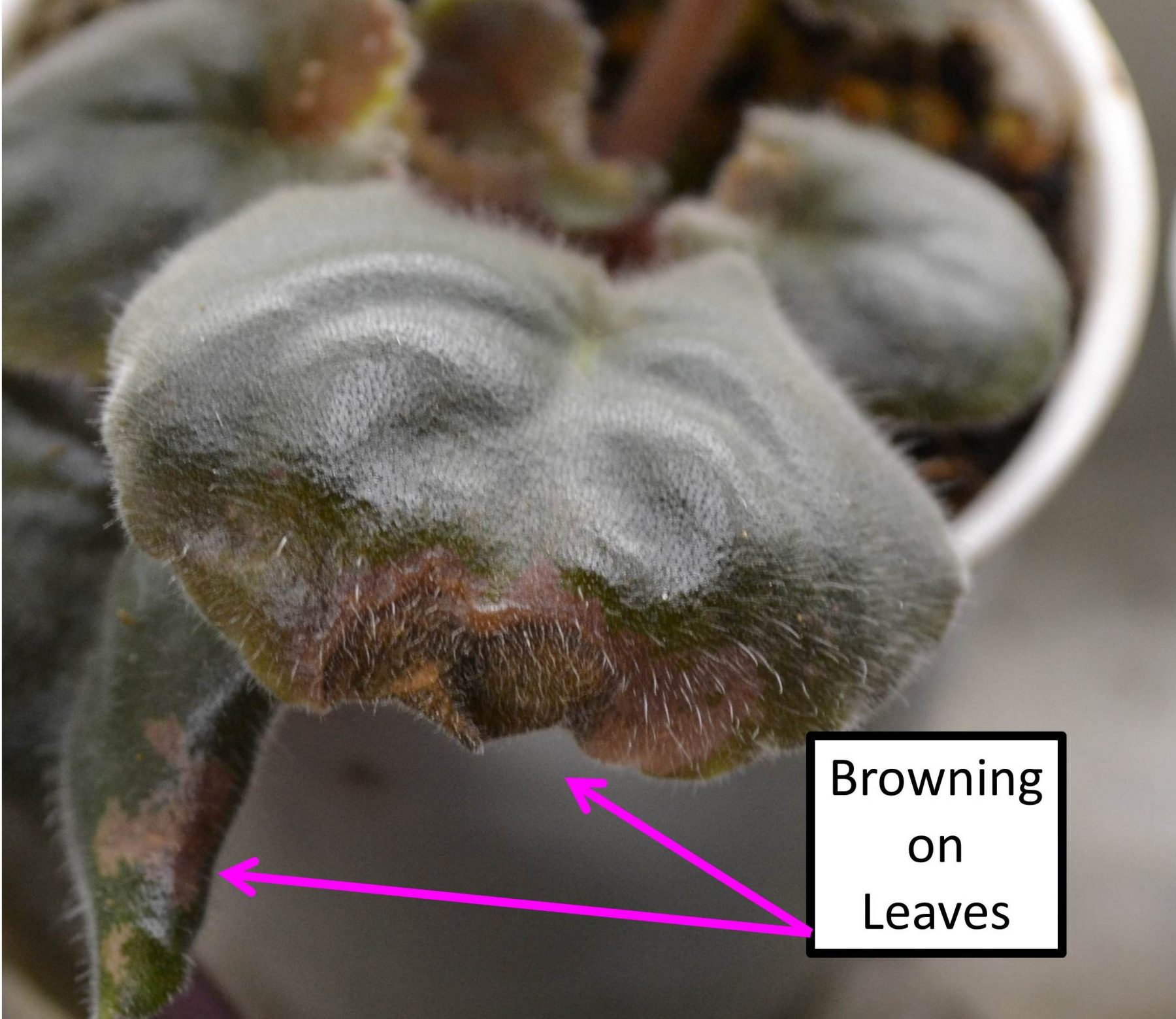 Why Are My Leaves Curling On My African Violet at Kara Boyd blog