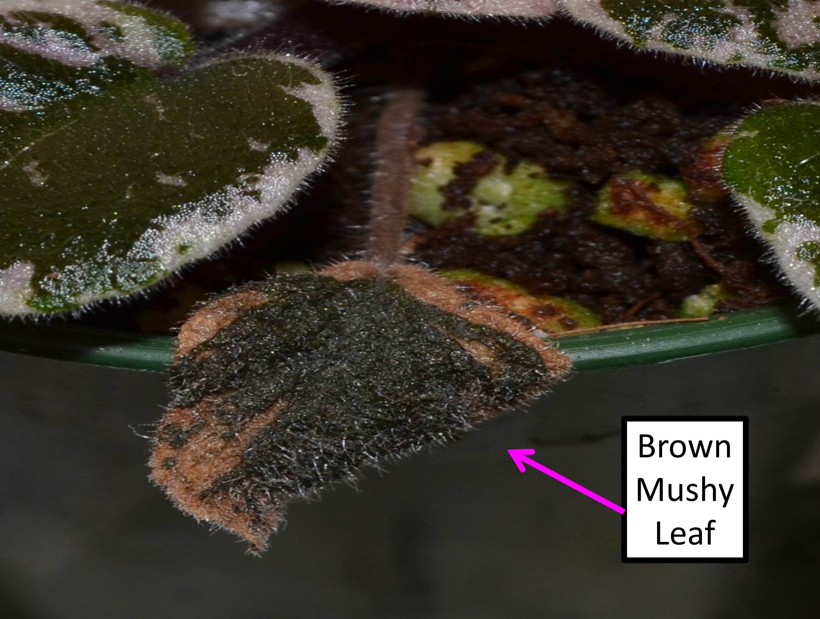 Why Are My African Violet Leaves Soft, Limp or Mushy? Baby Violets