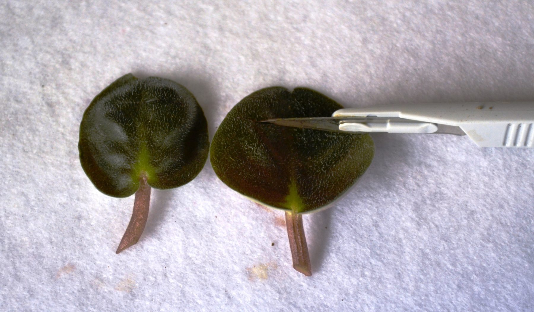 African Violet Leaf Propagation How to Produce Baby Plantlets? Baby