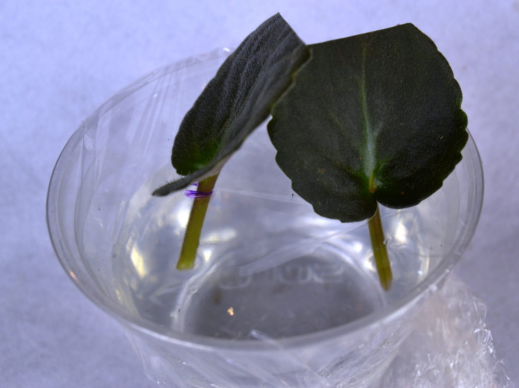 African Violet Leaf Propagation How to Produce Baby Plantlets? Baby
