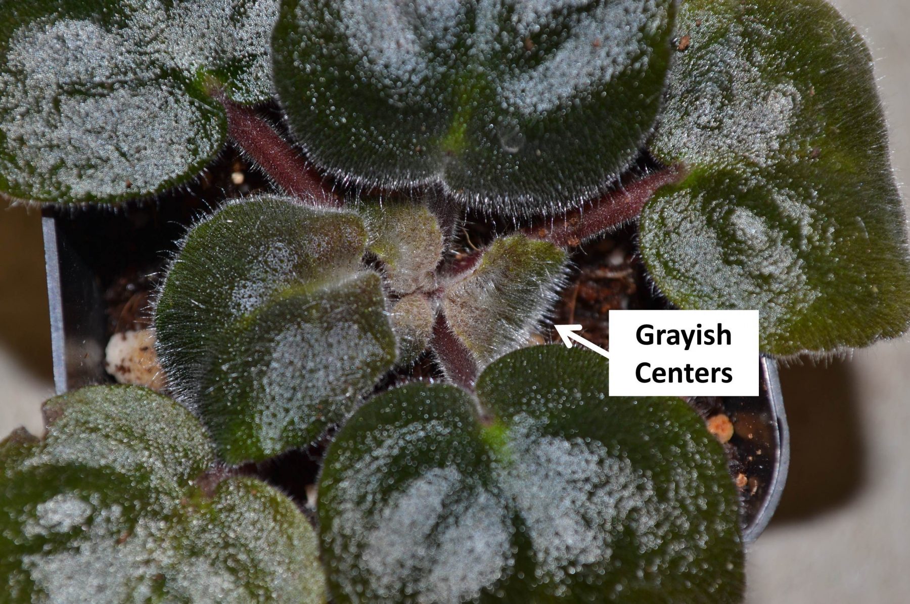 Tight Crowns on African Violet Plants Baby Violets