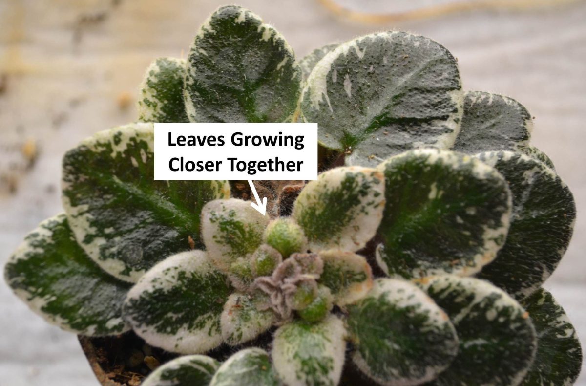 Tight Crowns on African Violet Plants Baby Violets