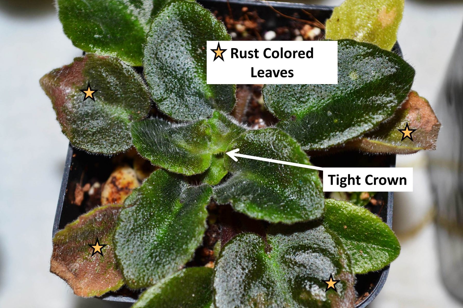 Tight Crowns on African Violet Plants Baby Violets
