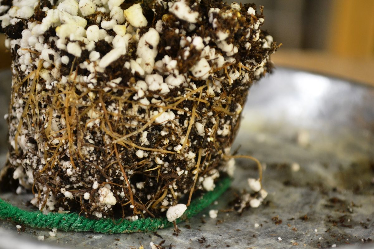 Why Are My African Violet Leaves Curling Upwards or Downwards? Baby