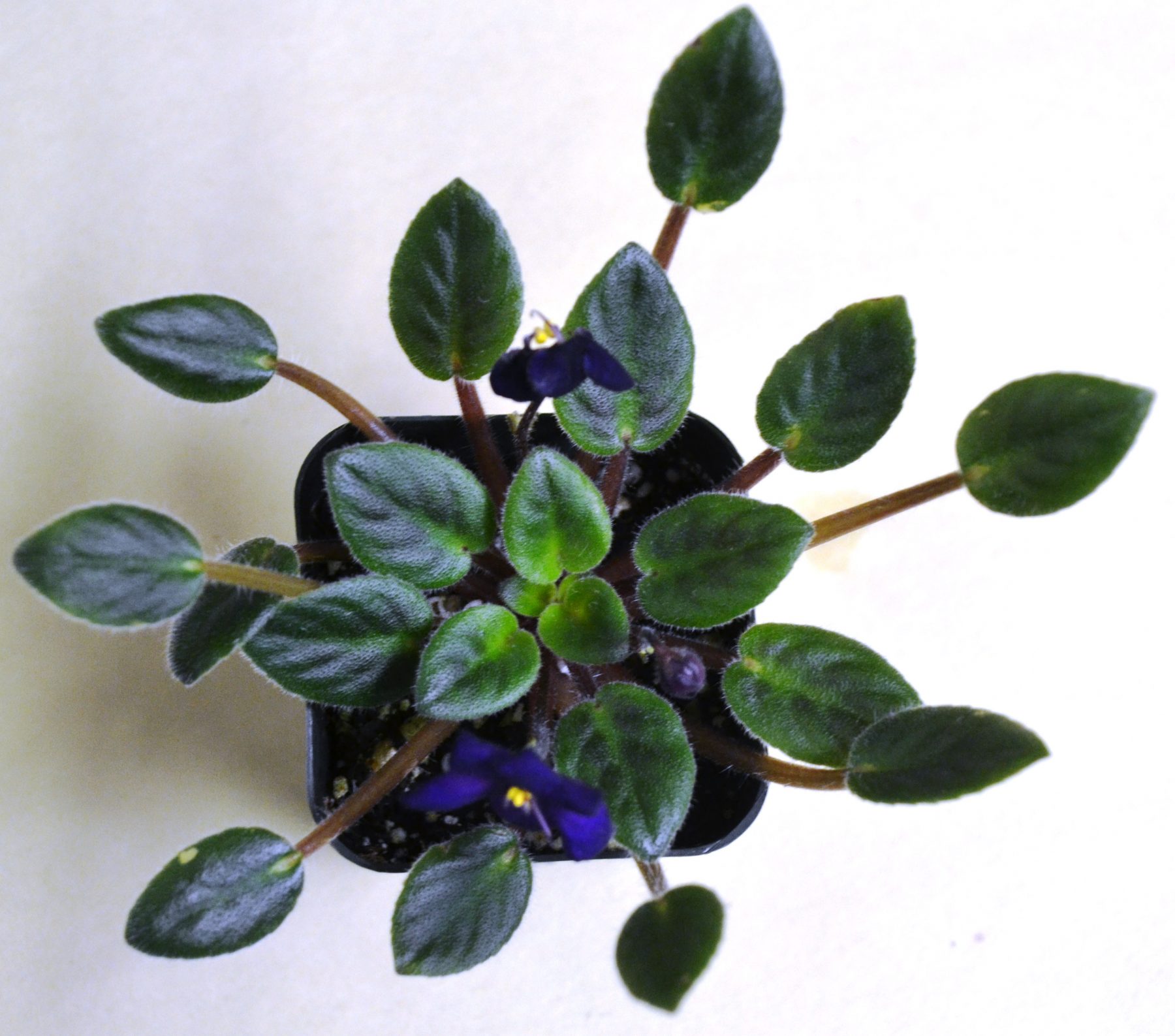 Why Are My African Violet Leaves Curling Upwards or Downwards? Baby