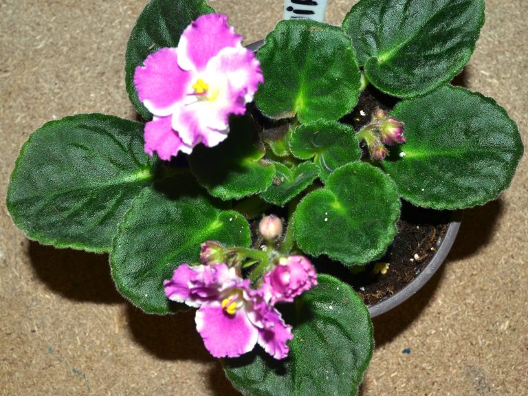 African Violet Society of America and Local AV Clubs
