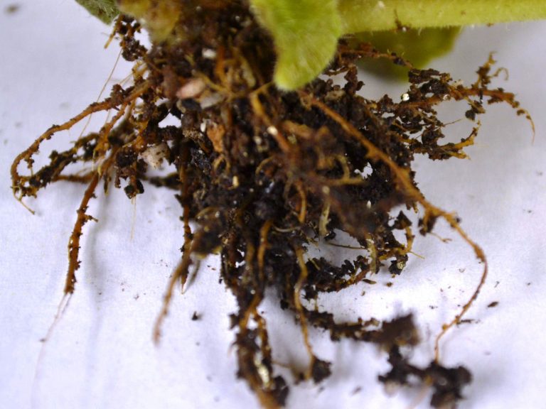 Root Rot on African Violet Plants