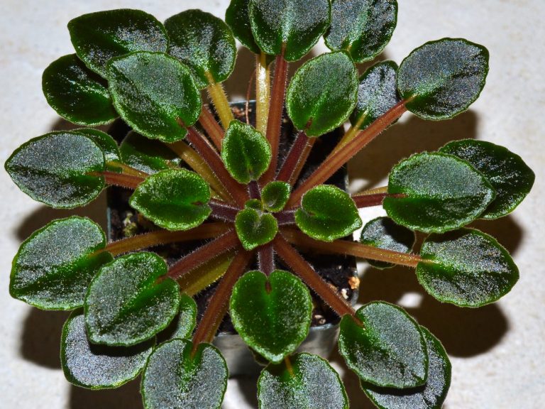 How To Groom African Violet Plants?