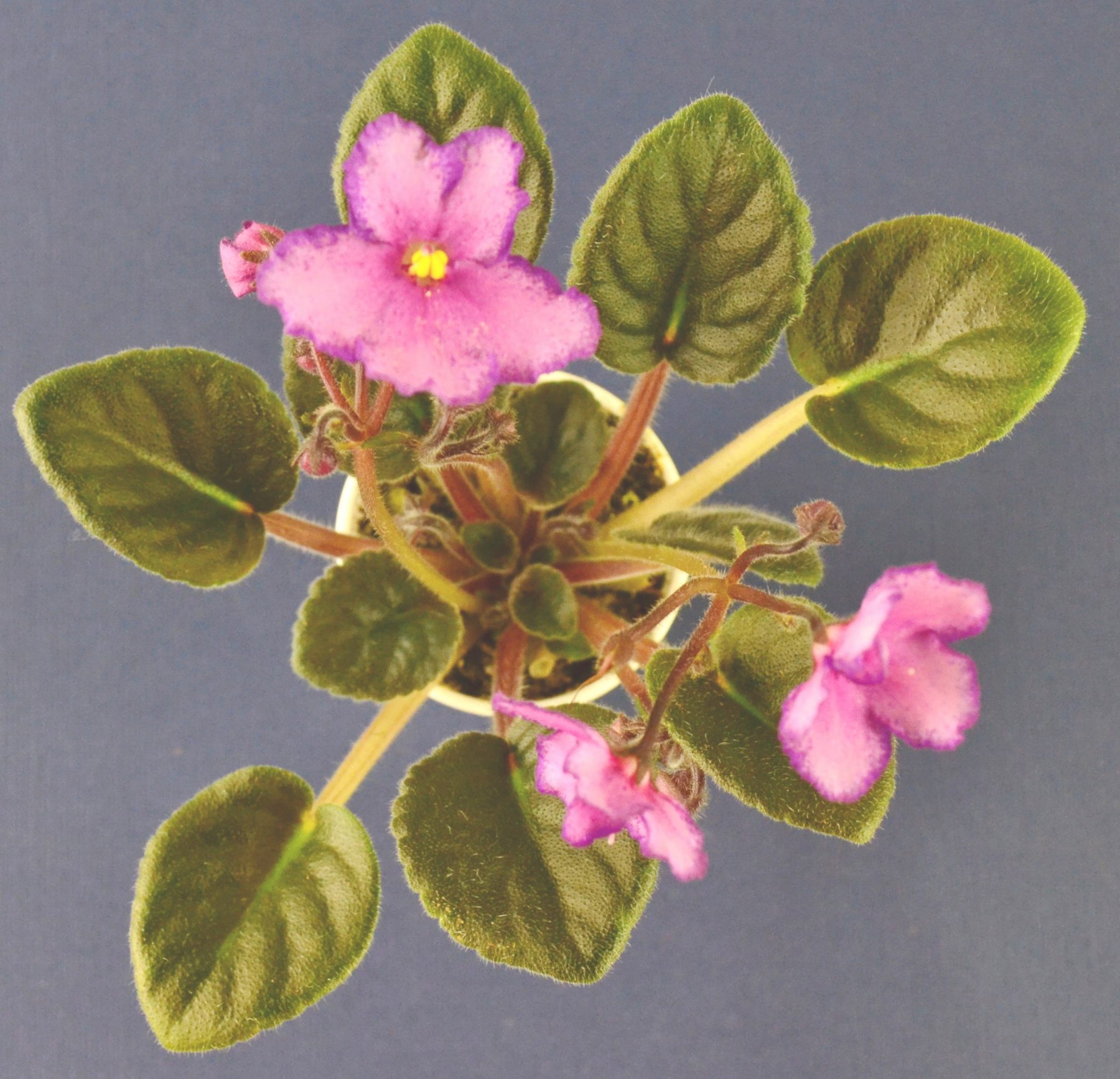 Why Are My African Violet Leaves Curling Upwards or Downwards? Baby