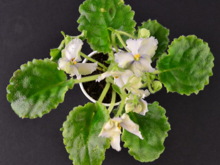 Why Are My African Violet Leaves Curling Upwards or Downwards?