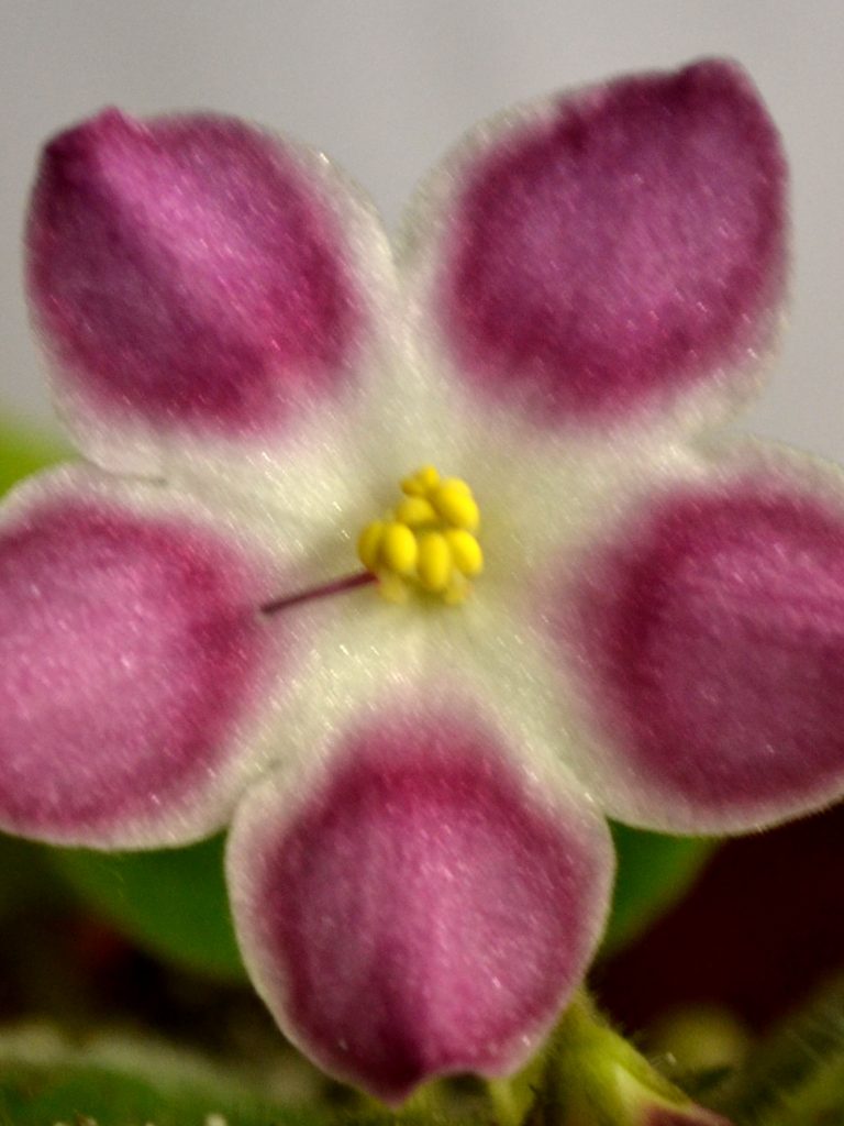 What are the Different Color Patterns of African Violet Flowers?
