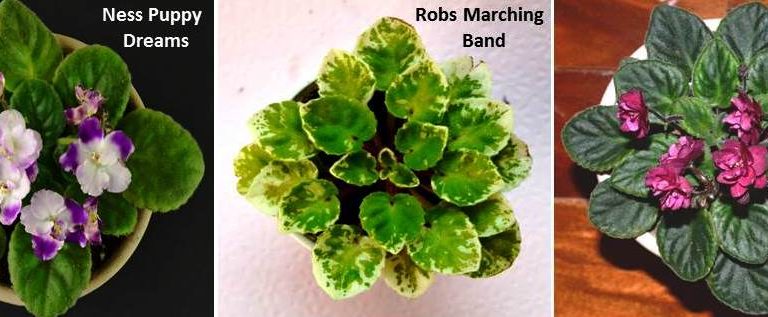 What are the Different Sizes of African Violet Plants?