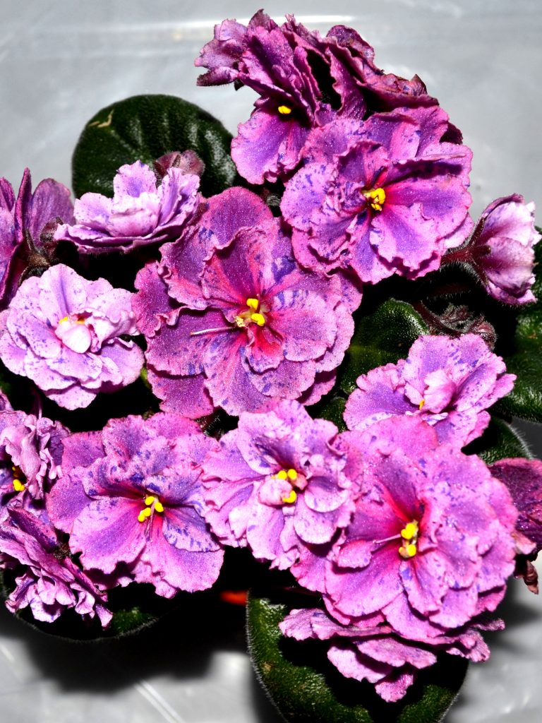 Ideal Conditions to Grow African Violet Plants