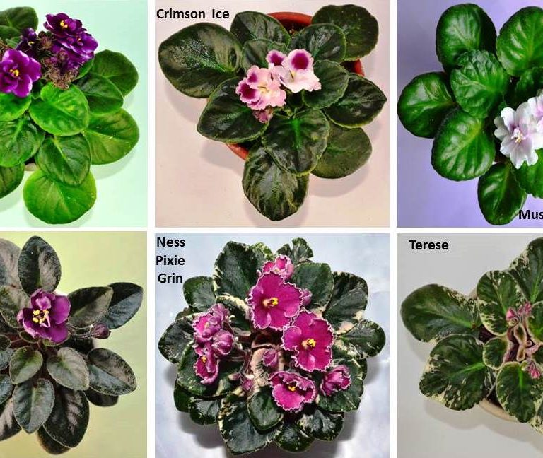 What are the Different Types of African Violet Plants?