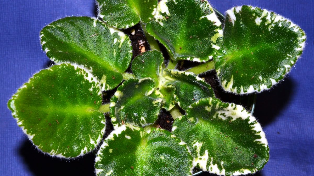 What are the Different Leaf Types of African Violet Plants?