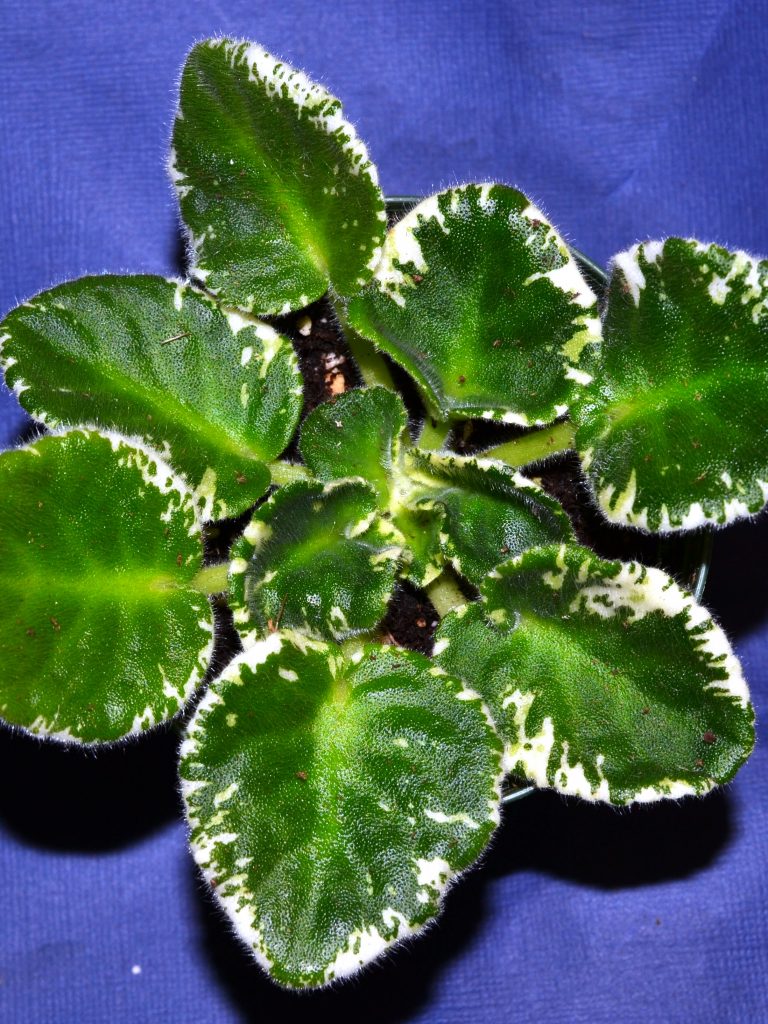 What are the Different Leaf Types of African Violet Plants?