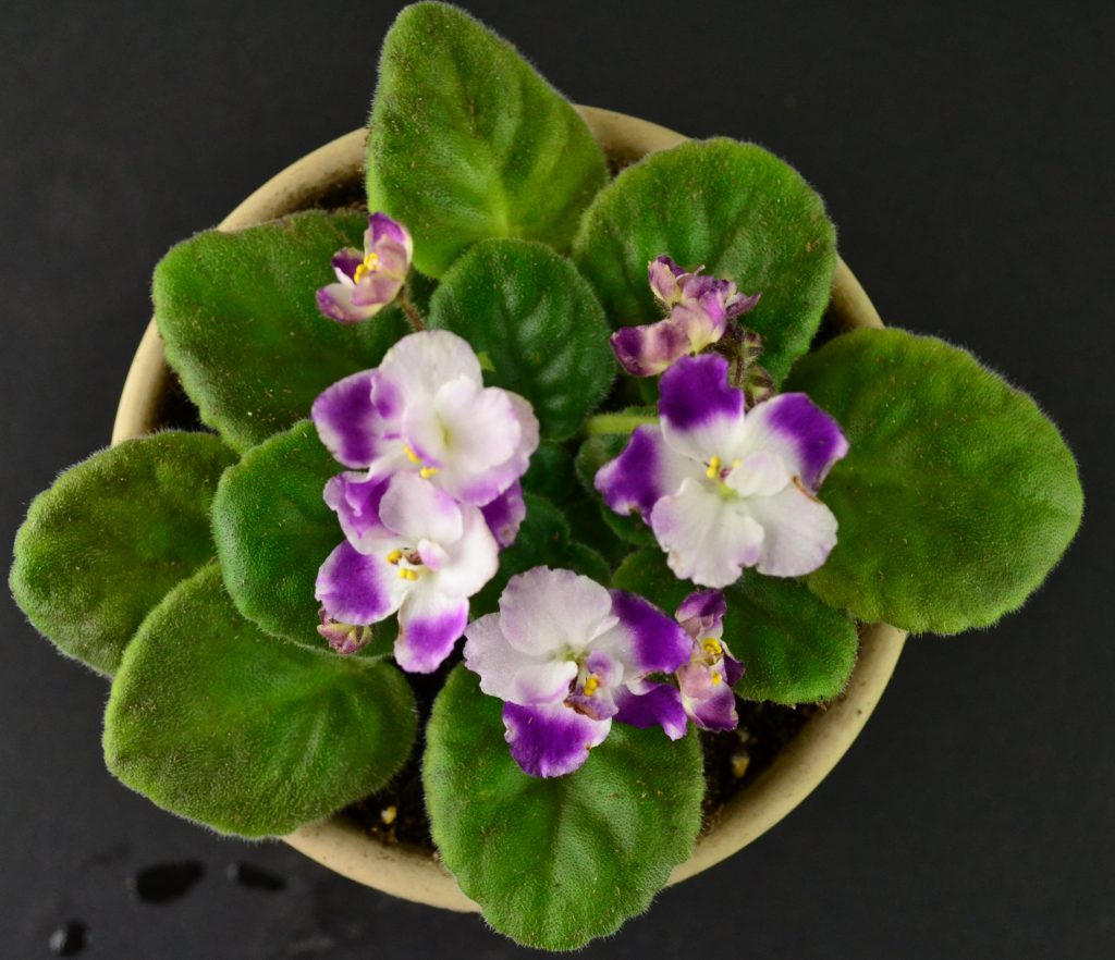 #violets baby violets. #african. #shipping. 