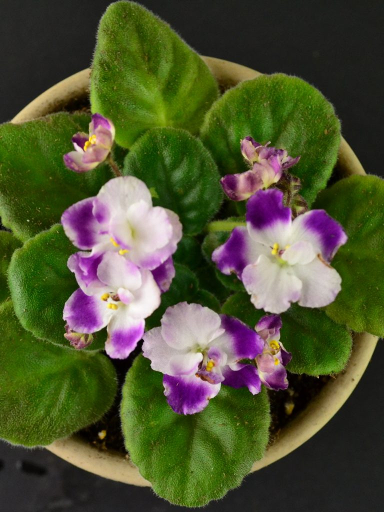 Fertilizer for African Violet Plants