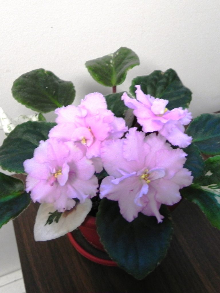 Natural Light for African Violet Plants