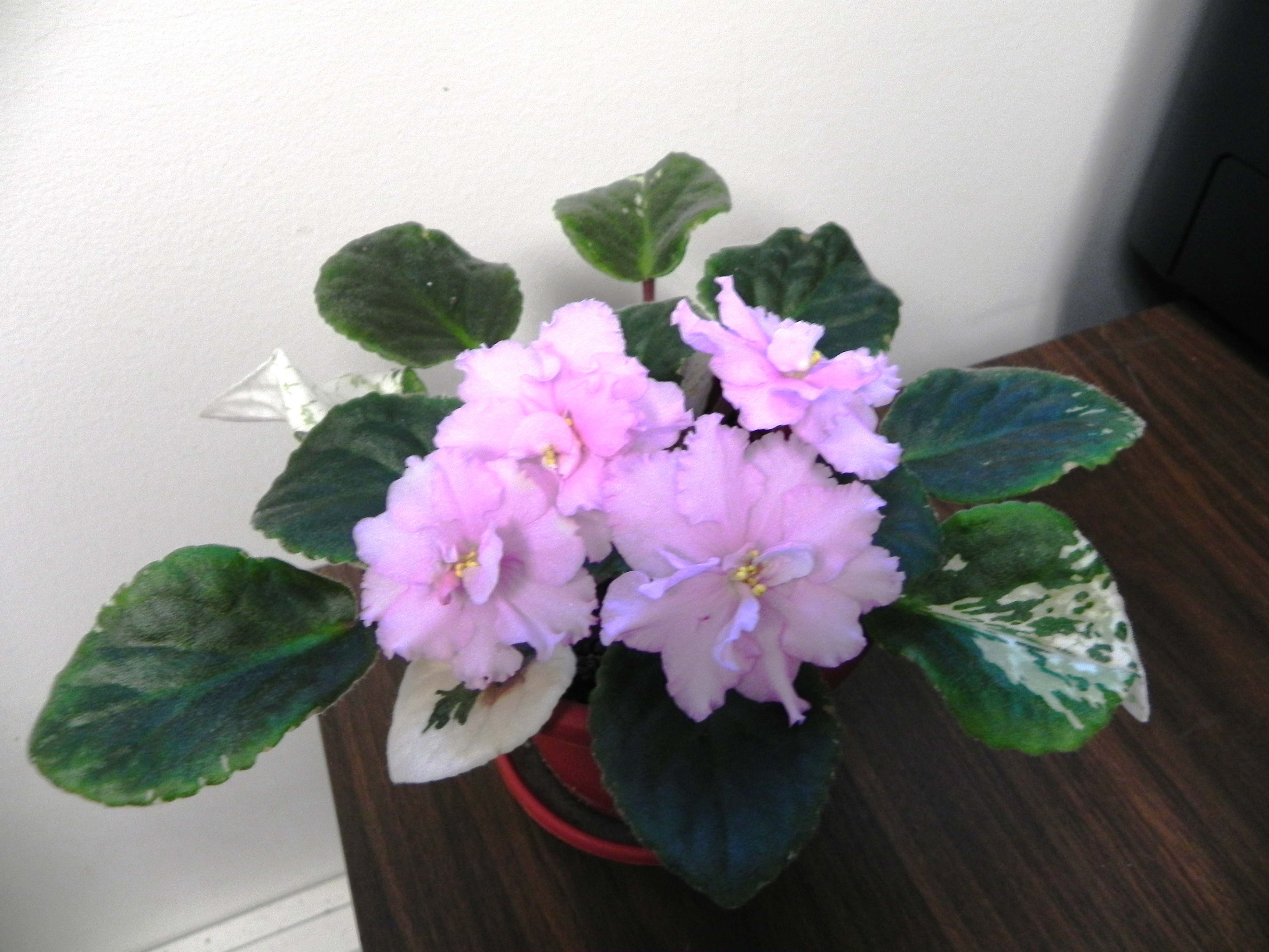 Office African Violets 16