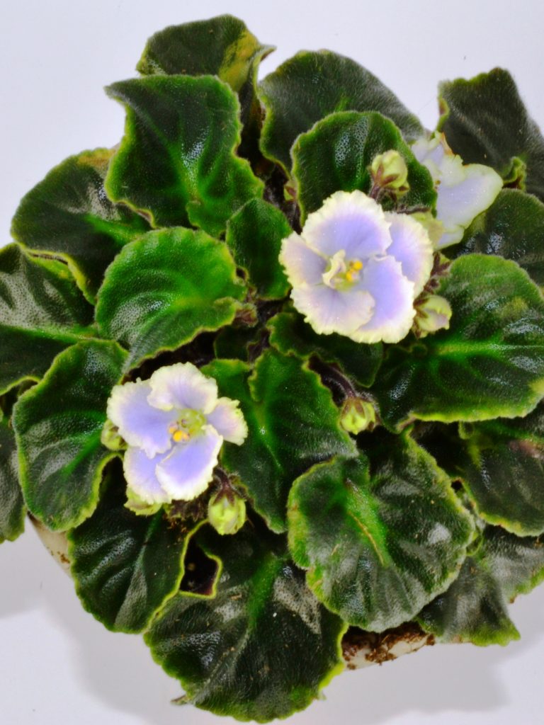 Yellow Leaves on African Violet Plants