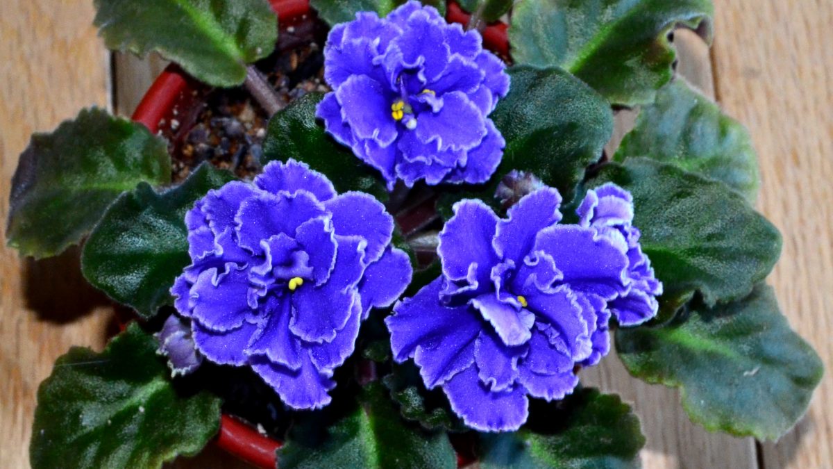 History of African Violet Plants