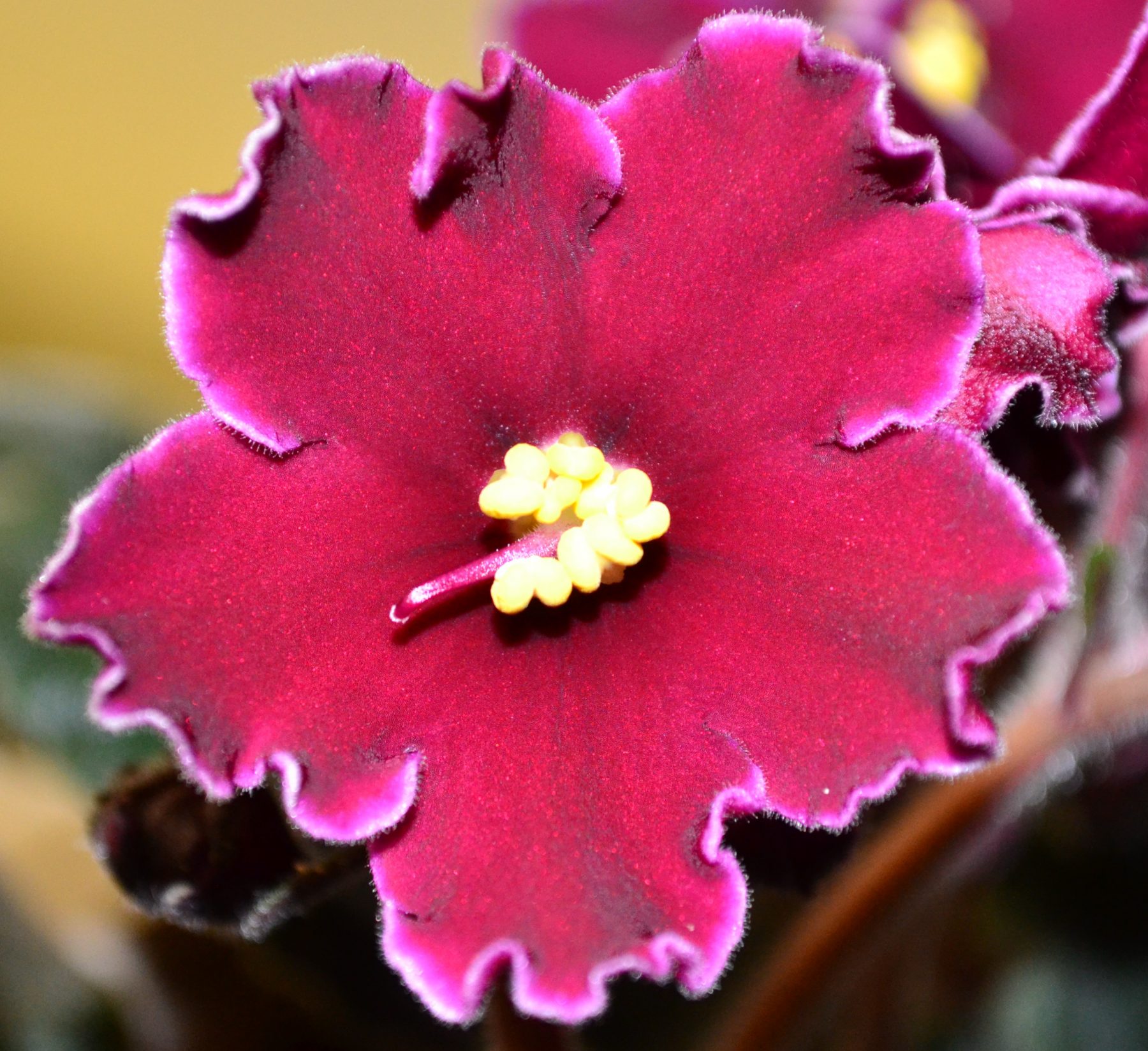 Anatomy Of African Violet Flowers And Leaves Baby Violets