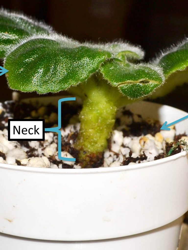 How to Bury and Re-Pot African Violet Bare Stems or Necks?