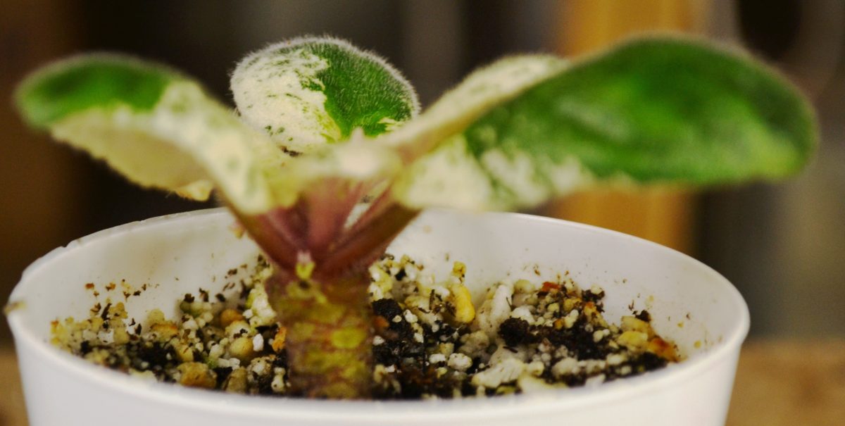 How to Bury and RePot African Violet Bare Stems or Necks? Baby Violets