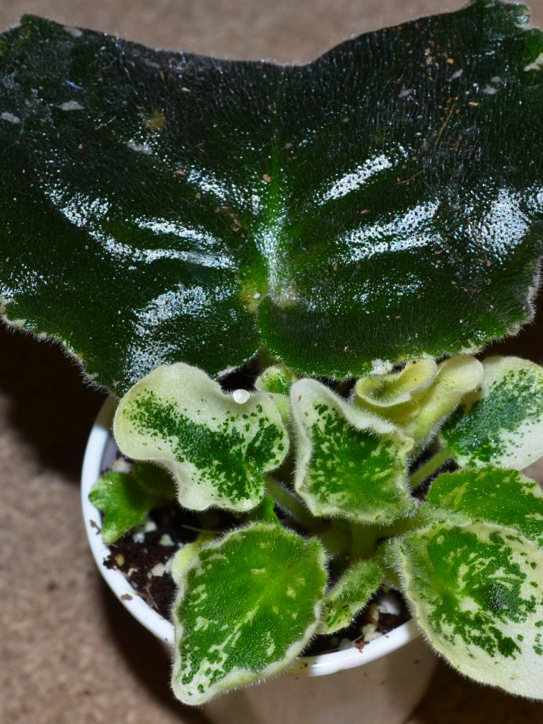 African Violet Leaf Propagation: How to Produce Baby Plantlets?