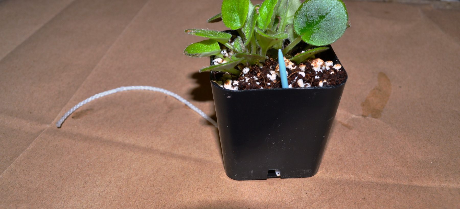 Wick Watering for African Violet Plants Baby Violets