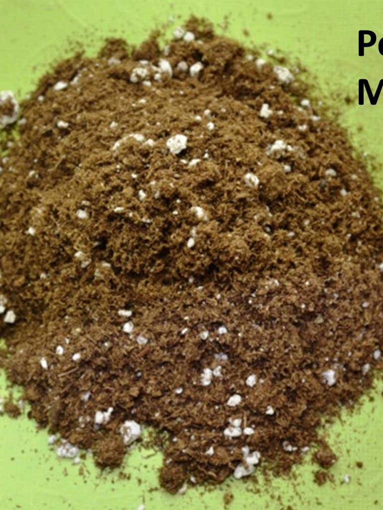 How Often To Change African Violet Potting Soil Mix & Why?