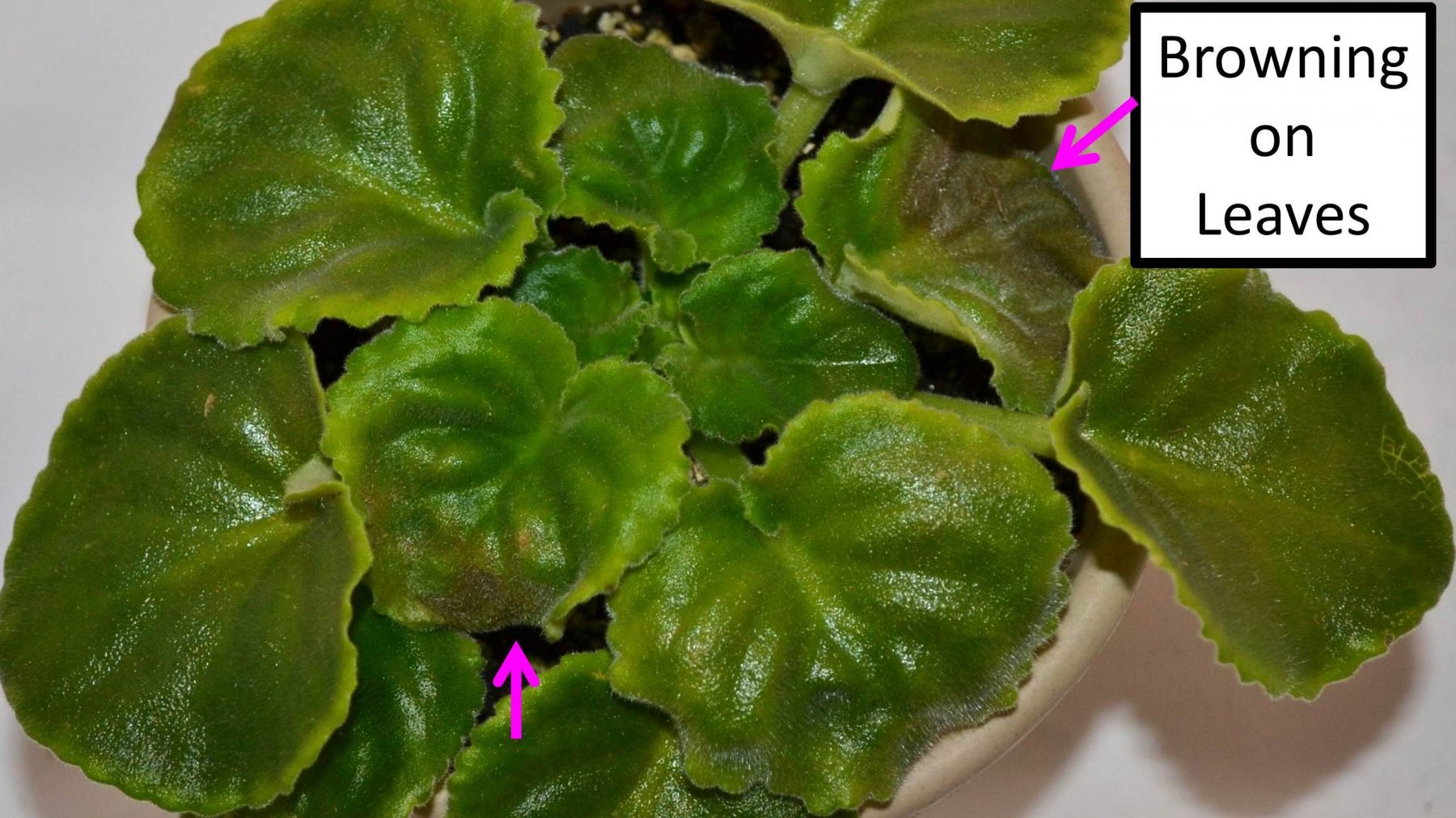 Brown Leaves on African Violet Plants Baby Violets