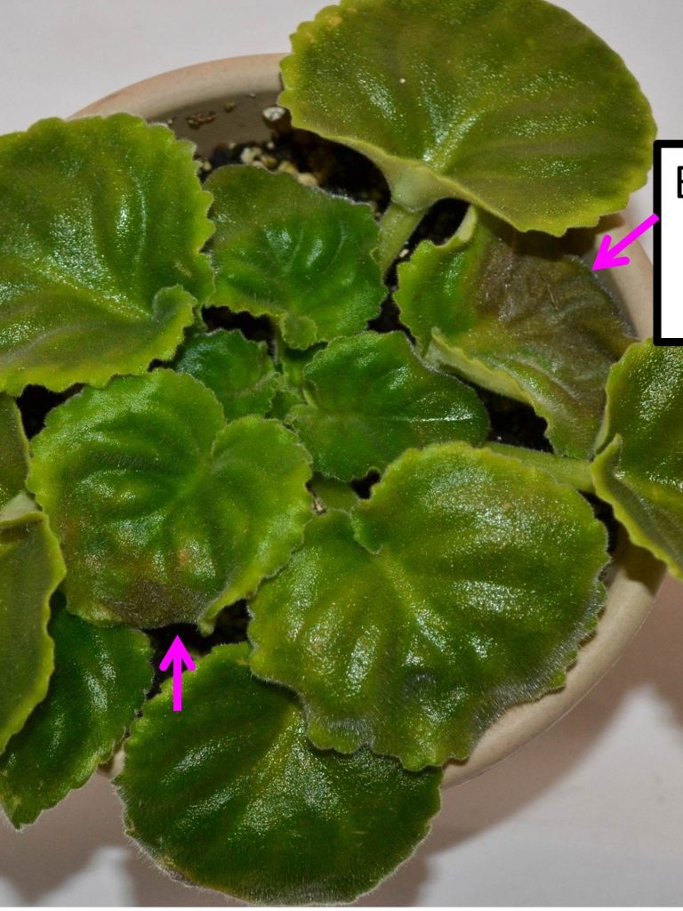 Brown Leaves on African Violet Plants