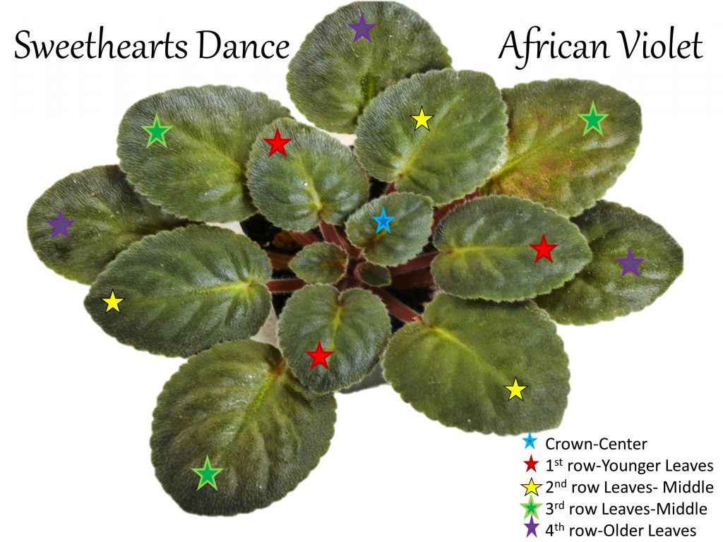 Mini African Violet Leaves cuttings 2 leaves/order