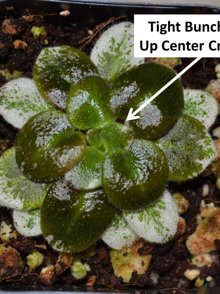 Tight Crowns on African Violet Plants