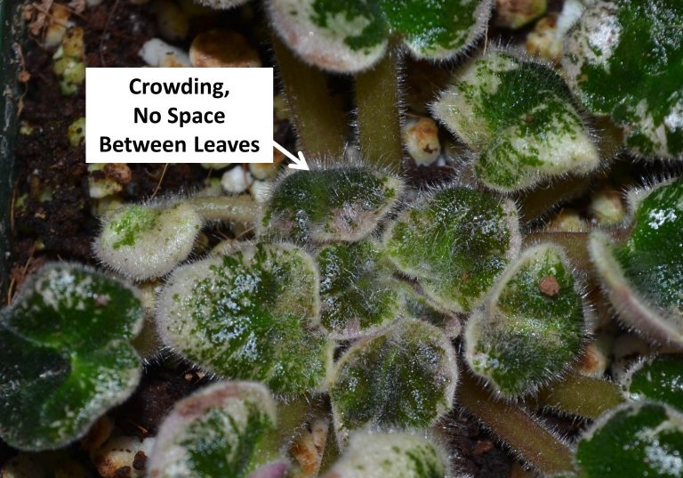 Tight Crowns on African Violet Plants Baby Violets