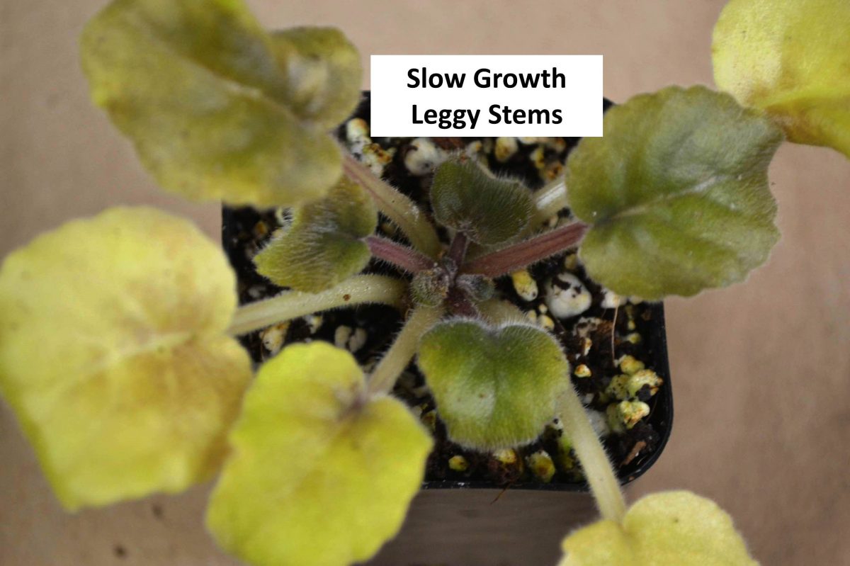 Why Are My African Violet Leaves Curling Upwards or Downwards? Baby