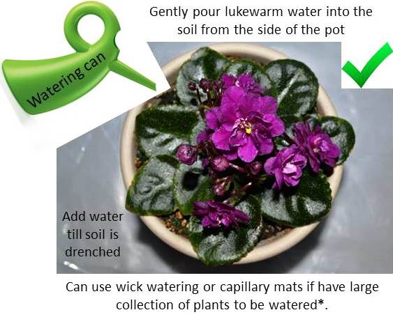How to Water African Violet Plants?