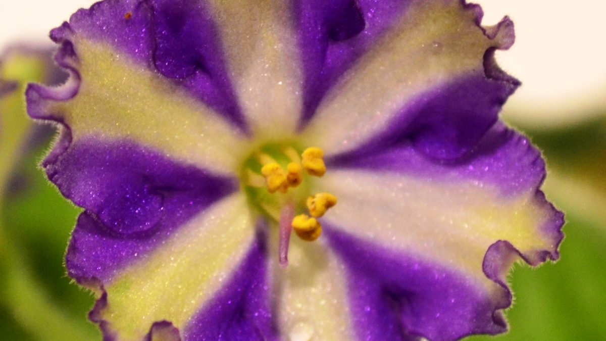African Violet Chimera Flowers
