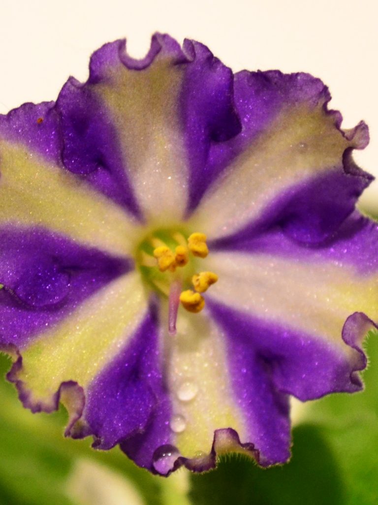 African Violet Chimera Flowers